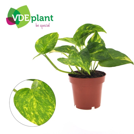 "Epipremnum Aureum - Ø12cm - ↕25cm image"