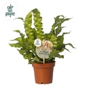 Asplenium Crispy Wave - Ø12cm - ↕25cm