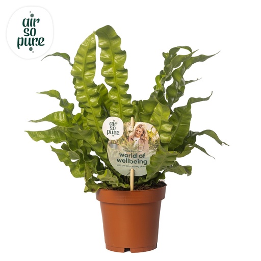 "Asplenium Crispy Wave - Ø12cm - ↕25cm image"