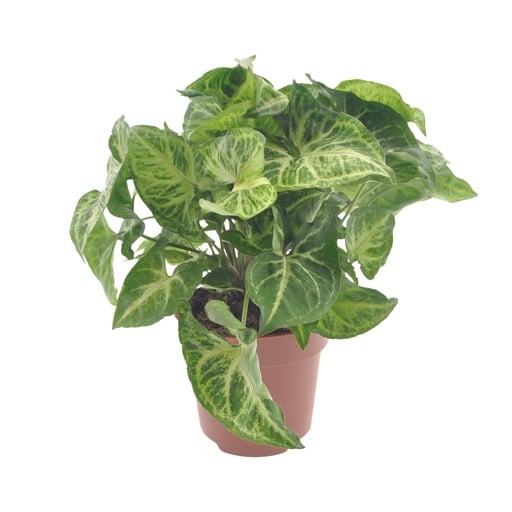 "Purpurtute (Syngonium podophyllum) – pflegeleichte Zimmerpflanze, Topf-Ø 12 cm, Höhe ca. 25 cm image"