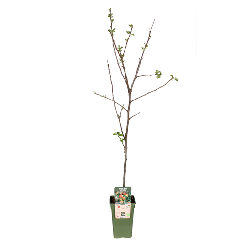 "Malus Domestica Jonagold - Appel - Ø19cm - ↕60cm image"