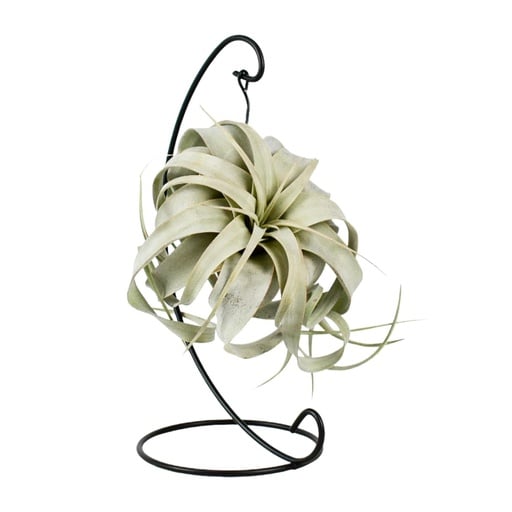 "Tillandsia King Xero - Ø12cm - ↕23cm image"