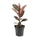 Ficus Elastica Belize - Ø17cm - ↕55cm