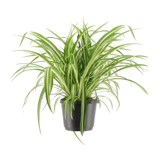 "Chlorophytum Comosum Variegatum - Ø17cm - ↕30cm image"