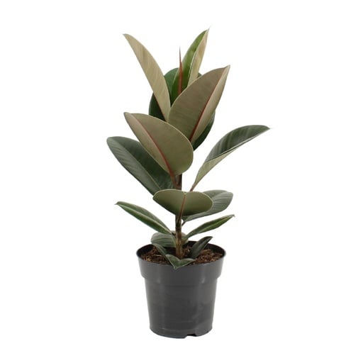 "Ficus Elastica Robusta - Ø17cm - ↕55cm image"
