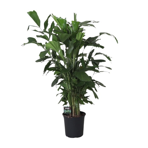 "Fischschwanzpalme (Caryota mitis) – pflegeleichte Zimmerpflanze, Topf-Ø 24 cm, Höhe ca. 120 cm image"
