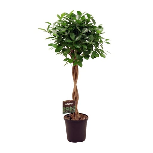"Ficus Micr. Moclame - Ø23cm - ↕100- 110cm image"
