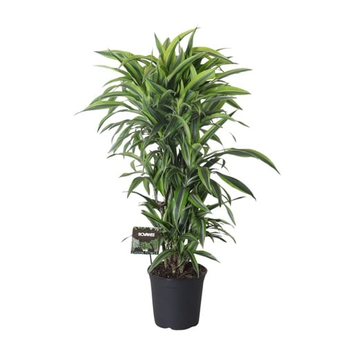 "Duftender Drachenbaum (Dracaena fragrans) – pflegeleichte Zimmerpflanze, Topf-Ø 27 cm, Höhe ca. 120 cm image"