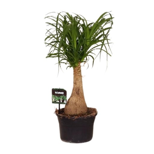 "Beaucarnea Nolina - Ø19 ↕60 image"