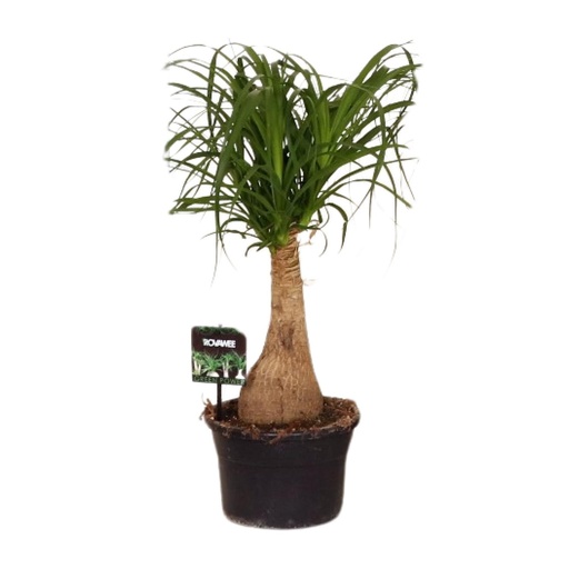 "Beaucarnea Nolina - Ø19 ↕60 image"