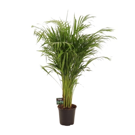 "Dypsis Lutescens - Ø21cm - ↕110cm image"
