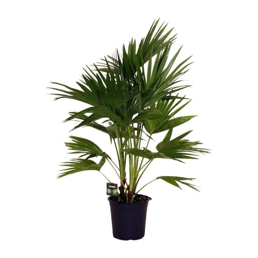"Livistona Chinensis - Ø24cm - ↕100cm image"