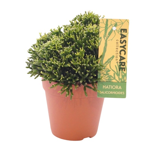 "Gliederkaktus (Hatiora salicornioides) – pflegeleichte Zimmerpflanze image"