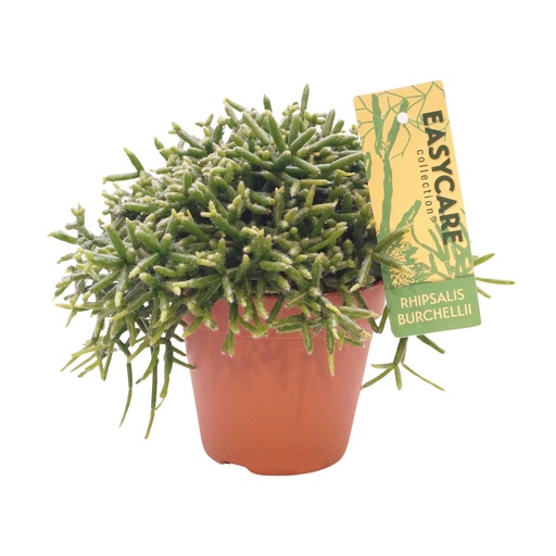 "Burchells Korallenkaktus (Rhipsalis burchellii) – pflegeleichte Zimmerpflanze image"