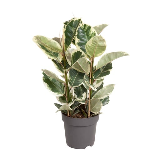 "Gummibaum (Ficus elastica) – pflegeleichte Zimmerpflanze, Topf-Ø 27 cm, Höhe ca. 100 cm image"