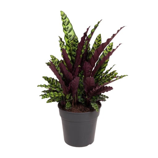 "Lanzenblättrige Korbmarante (Calathea lancifolia) – pflegeleichte Zimmerpflanze, im Dekokorb, Topf-Ø 27 cm, Höhe ca. 70 cm image"