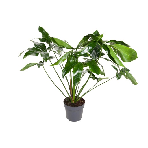 "Philodendron Green Wonder - Ø24cm - ↕100cm image"