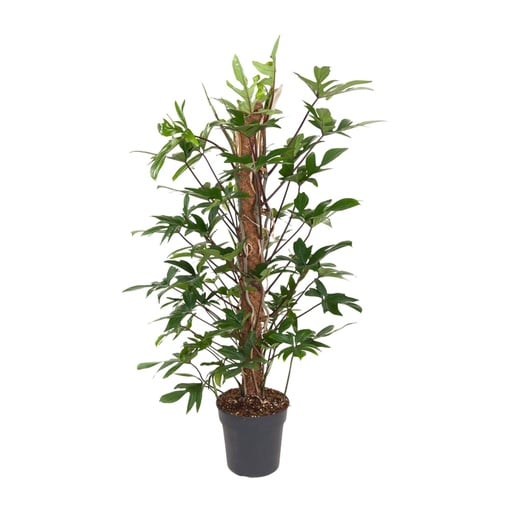 "Philodendron Pedatum - Ø24cm - ↕120cm image"