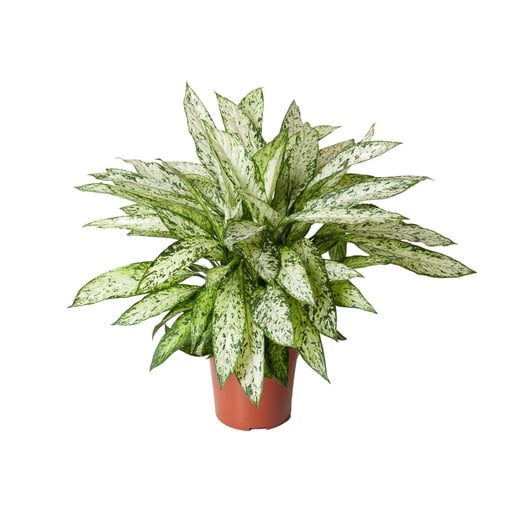 "Dieffenbachia Vesuvius - Ø27cm - ↕80cm image"