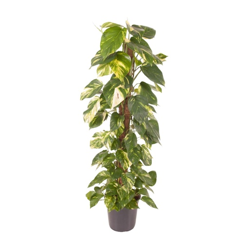 "Efeutute (Epipremnum pinnatum) – pflegeleichte Zimmerpflanze, Topf-Ø 24 cm, Höhe ca. 120 cm image"