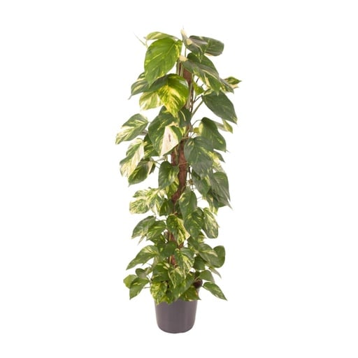 "Efeutute (Epipremnum pinnatum) – pflegeleichte Zimmerpflanze, Topf-Ø 24 cm, Höhe ca. 120 cm image"