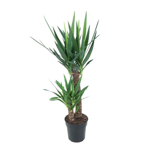 "Yucca Elephantipes - Ø21cm - ↕100cm image"