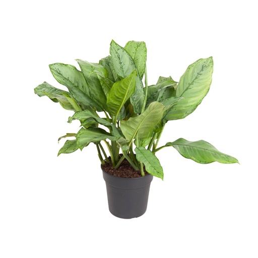 "Aglaonema B.J, Freedman - Ø24cm - ↕70cm image"