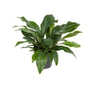 Anthurium Jungle Bush - Ø30cm - ↕70cm