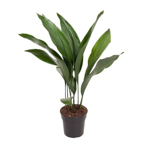 "Schusterpalme (Aspidistra elatior) – pflegeleichte Zimmerpflanze, Topf-Ø 17 cm, Höhe ca. 70 cm image"