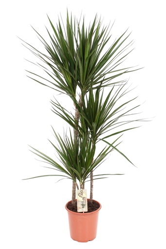 "Dracaena Marginata - Ø21 ↕120 image"