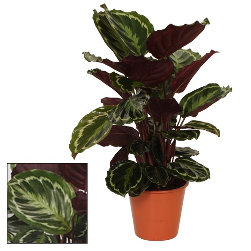 "Calathea Medaillon - Ø19cm - ↕75cm image"
