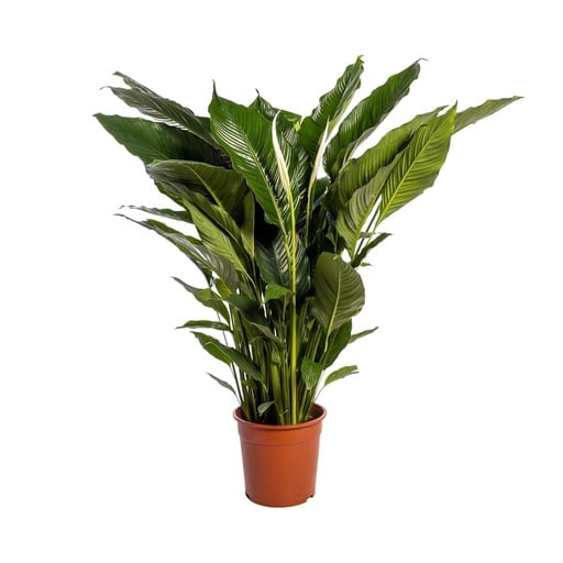 "Einblatt (Spathiphyllum wallisii) – pflegeleichte Zimmerpflanze, Topf-Ø 24 cm, Höhe ca. 110 cm image"