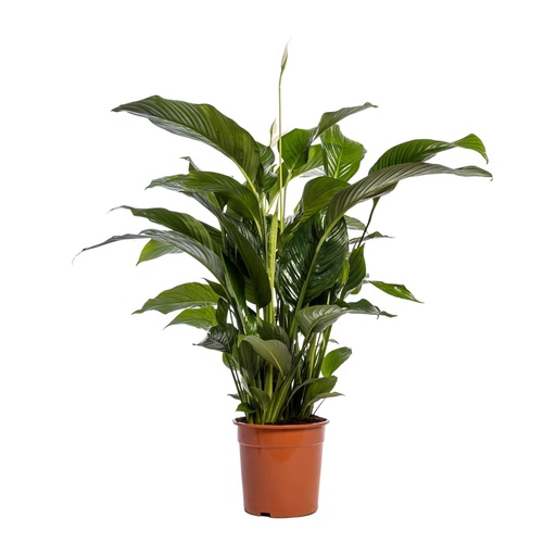 "Spathiphyllum Bellini - Ø24cm - ↕100cm image"