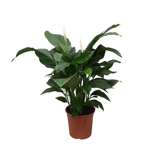 "Spathiphyllum Sweet Silvana - Ø24cm - ↕80cm image"
