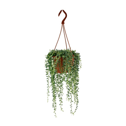 "Senecio Herreianus - Ø12cm - ↕20cm image"