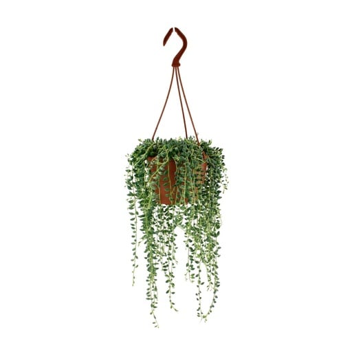 "Hängendes Kreuzkraut (Senecio herreianus) – pflegeleichte Zimmerpflanze, Topf-Ø 12 cm, Höhe ca. 20 cm image"