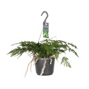 Davallia Bullata - Ø17cm - ↕30cm