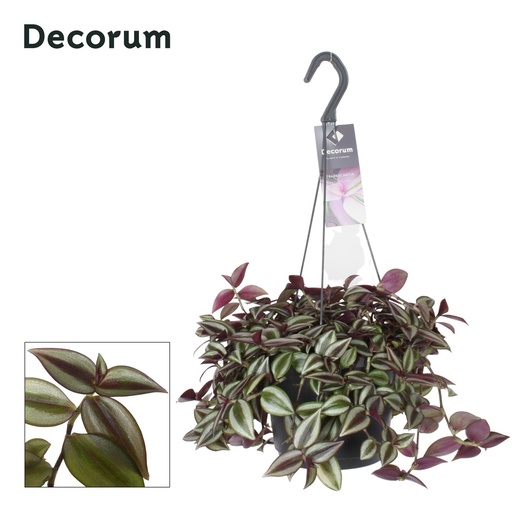 "Tradescantia Zebrina Purpusii - Ø17cm - ↕30cm image"