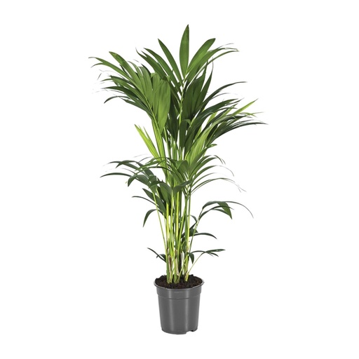 "Howea Forsteriana - Ø21cm - ↕100cm image"