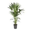 Howea Forsteriana - Ø21cm - ↕120cm