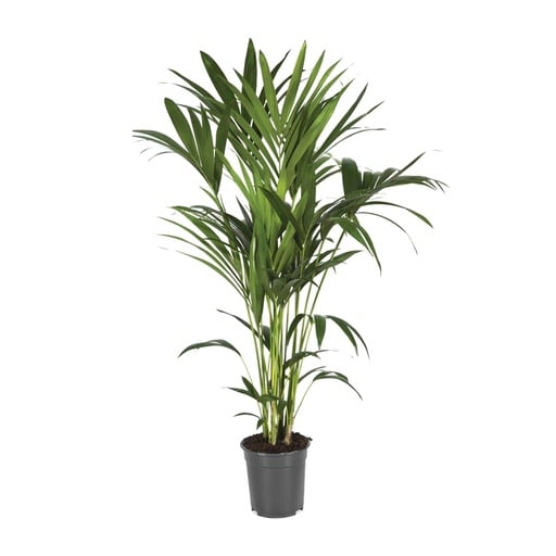 "Howea Forsteriana - Ø21cm - ↕120cm image"