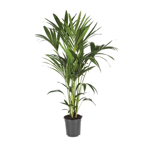 "Kentiapalme (Howea forsteriana) – pflegeleichte Zimmerpflanze, Topf-Ø 21 cm, Höhe ca. 120 cm image"