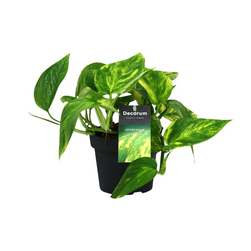 "Scindapsus (Epipremnum) Pinnatum HiColor - Ø12cm - ↕20cm image"