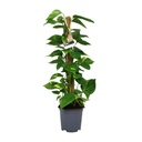Scindapsus Epipremnum - Ø19cm - ↕80cm