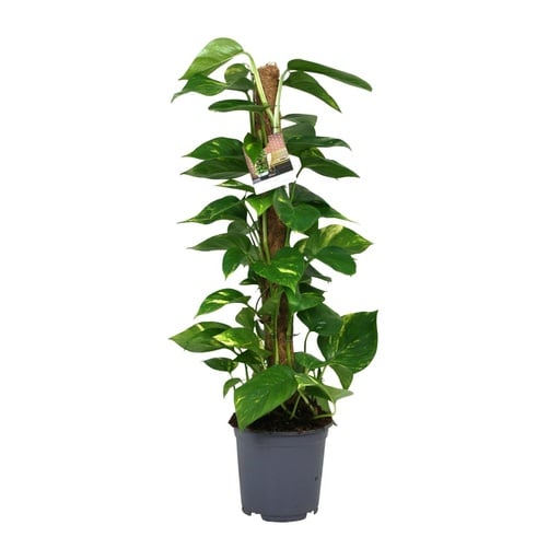 "Scindapsus Epipremnum - Ø19cm - ↕80cm image"