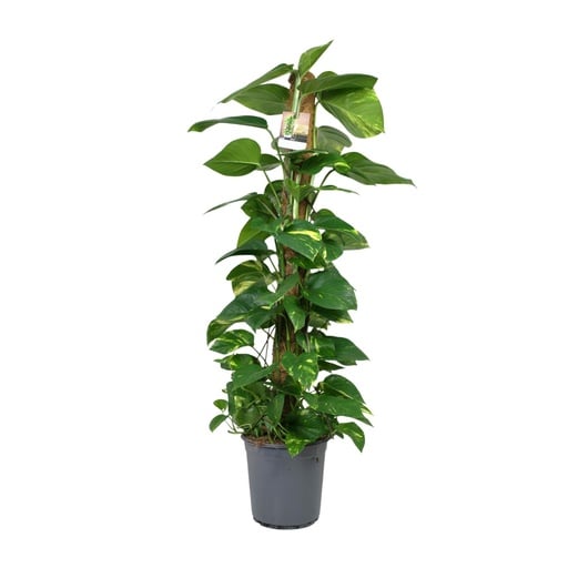 "Scindapsus Epipremnum - Ø24cm - ↕120cm image"