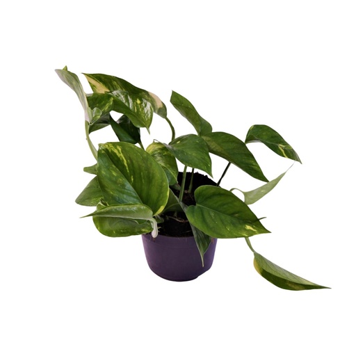 "Efeutute (Epipremnum aureum) – pflegeleichte Zimmerpflanze, Topf-Ø 12 cm, Höhe ca. 25 cm image"