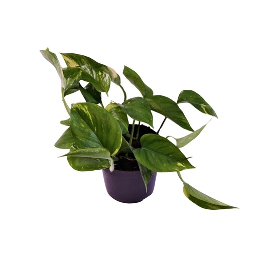 "Efeutute (Epipremnum aureum) – pflegeleichte Zimmerpflanze, Topf-Ø 12 cm, Höhe ca. 25 cm image"