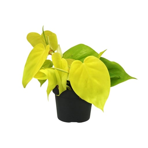 "Philodendron Lime - Ø12cm - ↕20cm image"