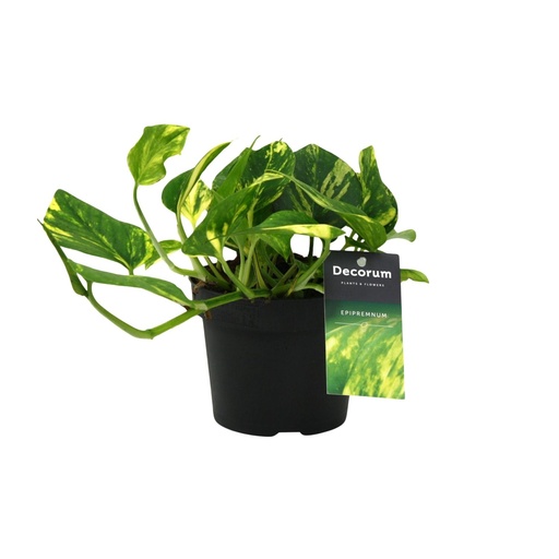 "Scindapsus (Epipremnum) N'joy Gold - Ø12cm - ↕25cm image"